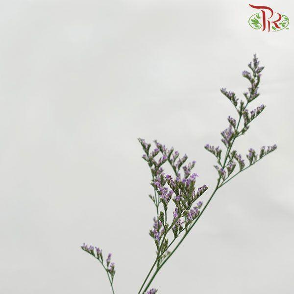 Caspia - Purple (Per Bunch)-Purple-Malaysia-prflorist.com.my