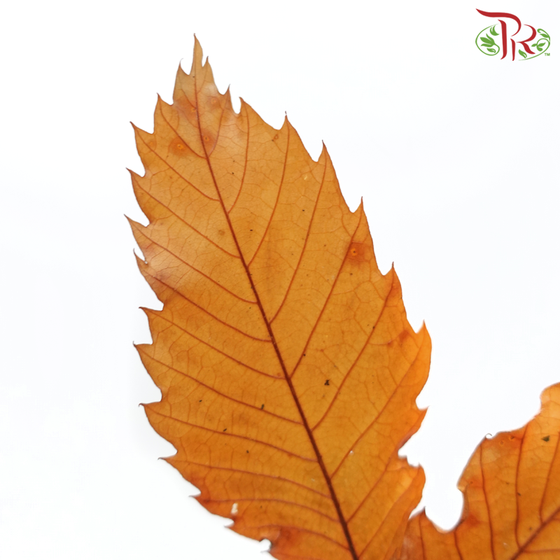 Castagno Preservative (Per Bunch)-Import-prflorist.com.my