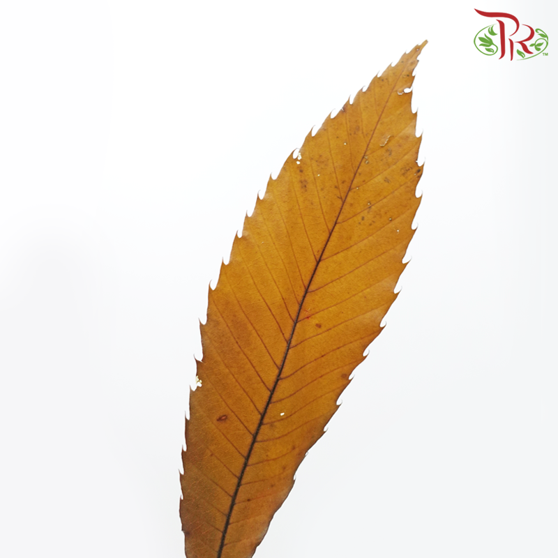 Castagno Preservative (Per Bunch)-Import-prflorist.com.my