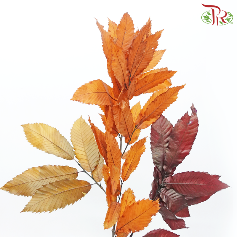 Castagno Preservative (Per Bunch)-Import-prflorist.com.my