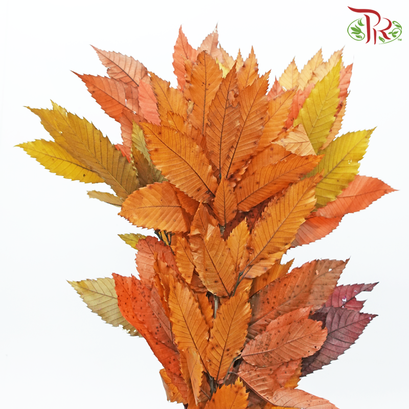 Castagno Preservative (Per Bunch)-Import-prflorist.com.my