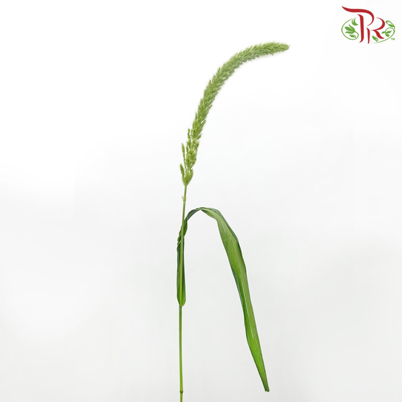 Cat Tail - (Per Bunch)-China-prflorist.com.my