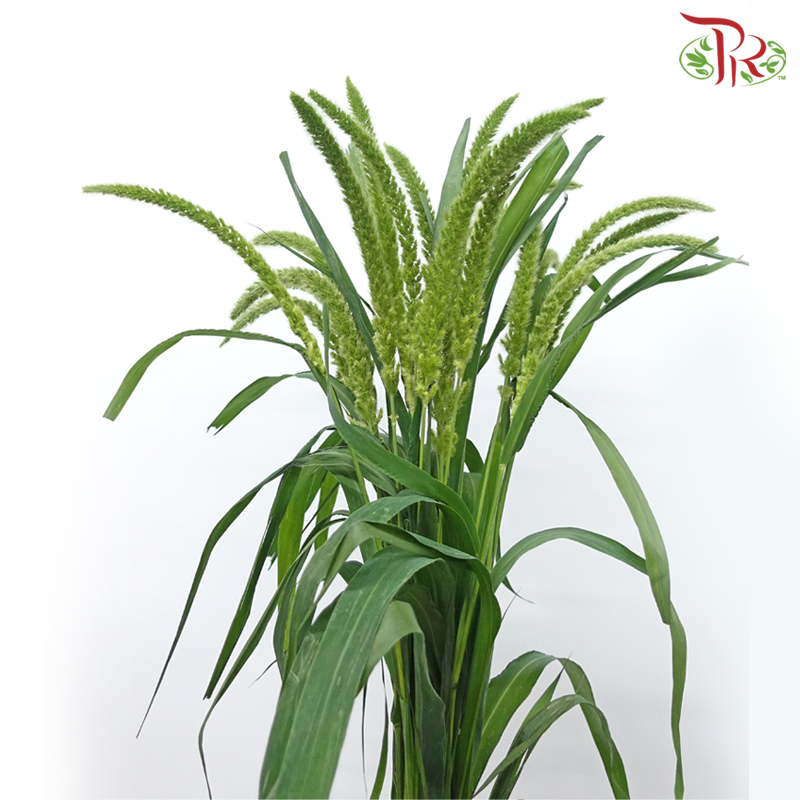 Cat Tail - (Per Bunch)-China-prflorist.com.my