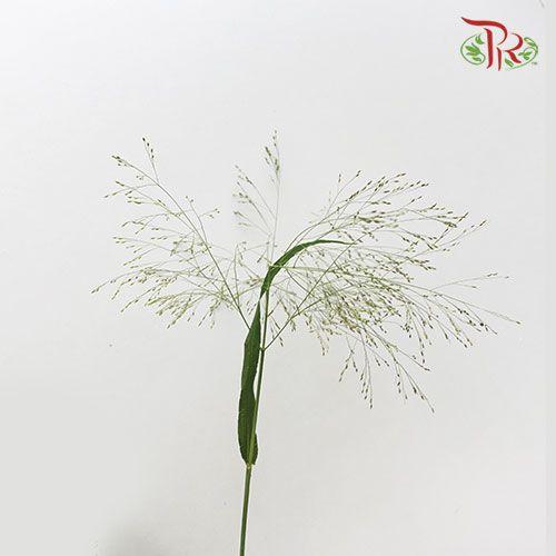 Panicum Fountain - (10 Stems) - Pudu Ria Florist