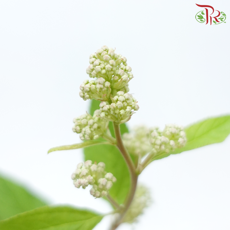 Ceanothus X Pallidus - (5 Stems)-Japan-prflorist.com.my