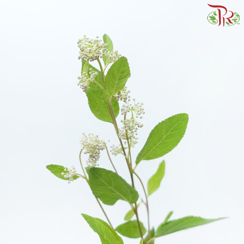 Ceanothus X Pallidus - (5 Stems)-Japan-prflorist.com.my
