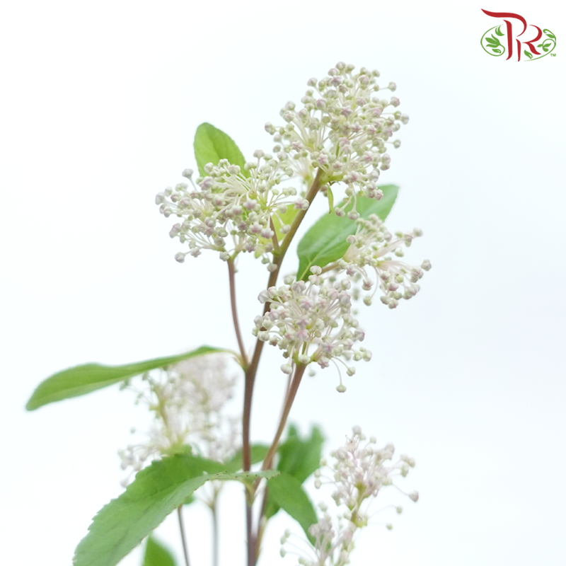 Ceanothus x Pallidus - (5 Stems)-Japan-prflorist.com.my