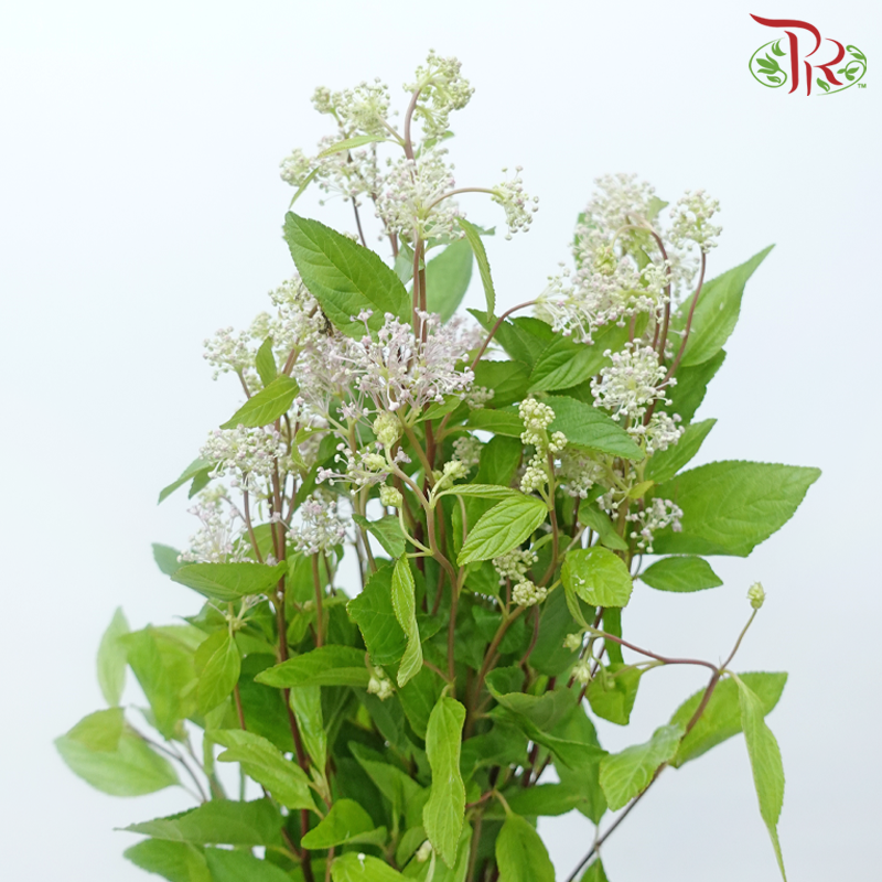Ceanothus x Pallidus - (5 Stems)-Japan-prflorist.com.my