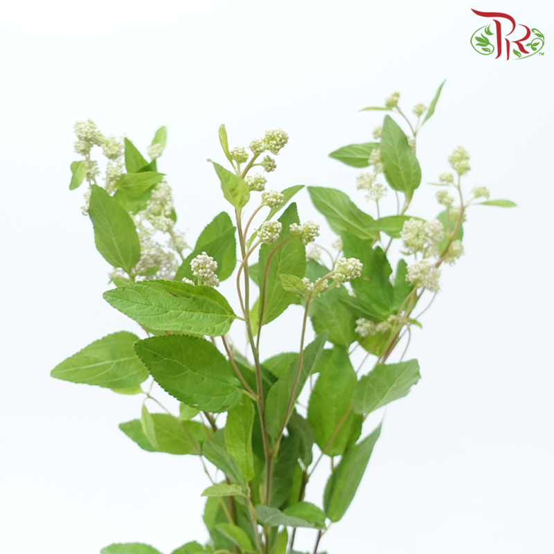 Ceanothus X Pallidus - (5 Stems)-Japan-prflorist.com.my