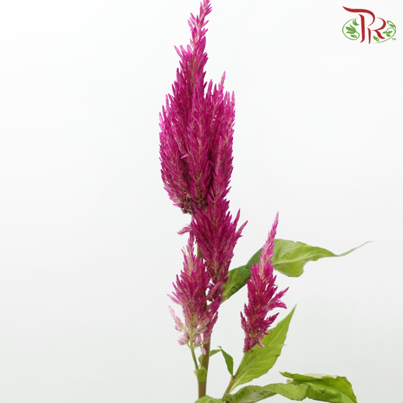 Celosia - Cherry Pink (5 Stems)-Cherry Pink-Japan-prflorist.com.my