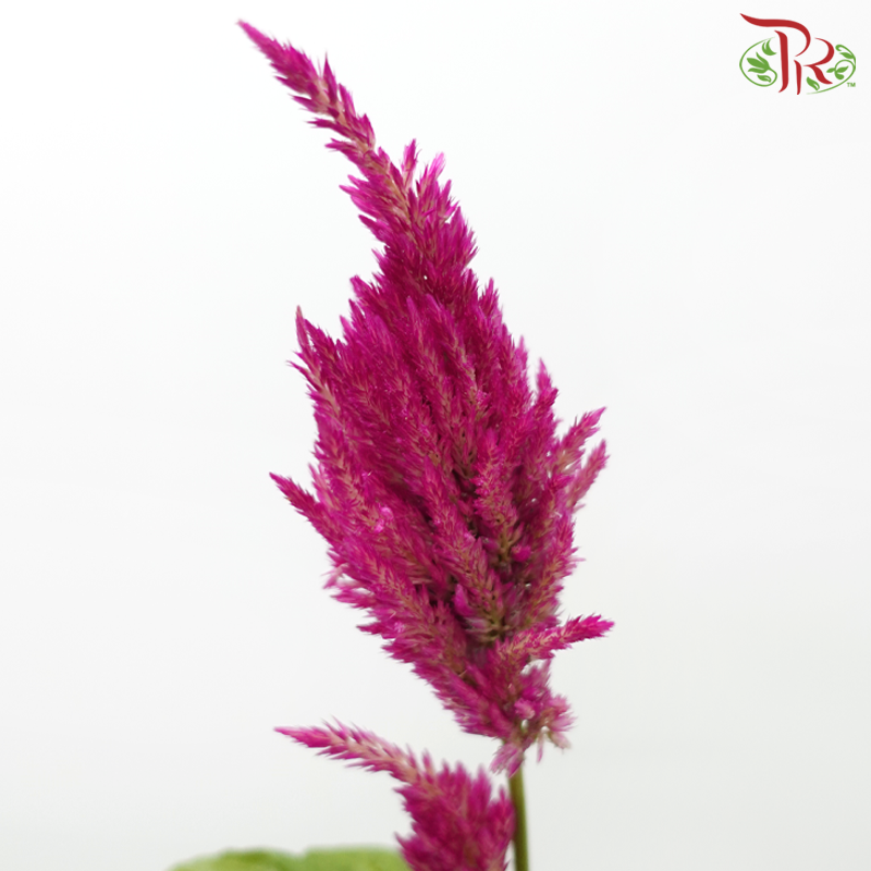 Celosia - Cherry Pink (5 Stems)-Cherry Pink-Japan-prflorist.com.my