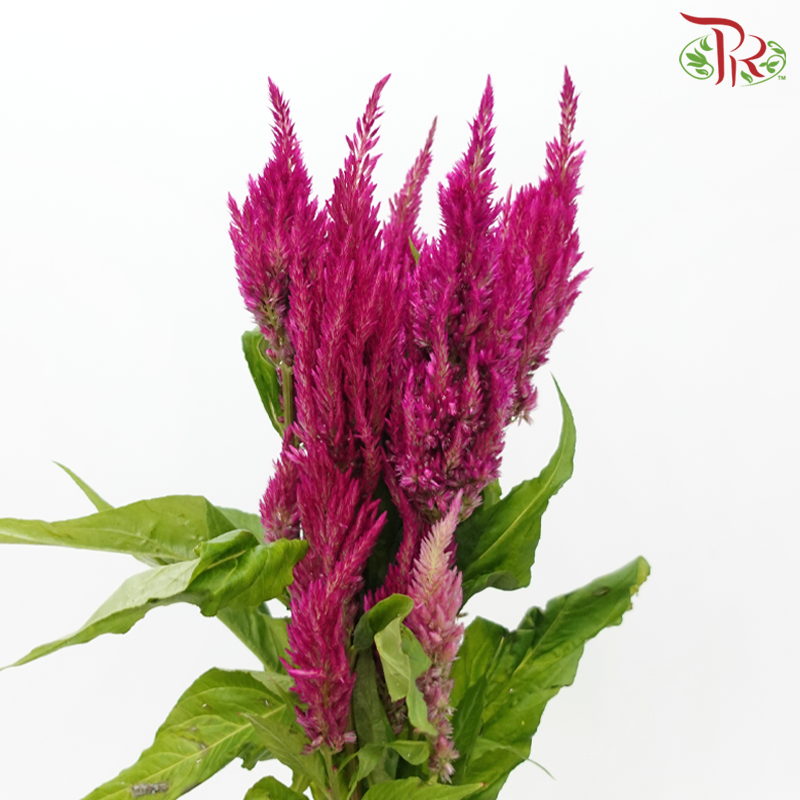 Celosia - Cherry Pink (5 Stems)-Cherry Pink-Japan-prflorist.com.my