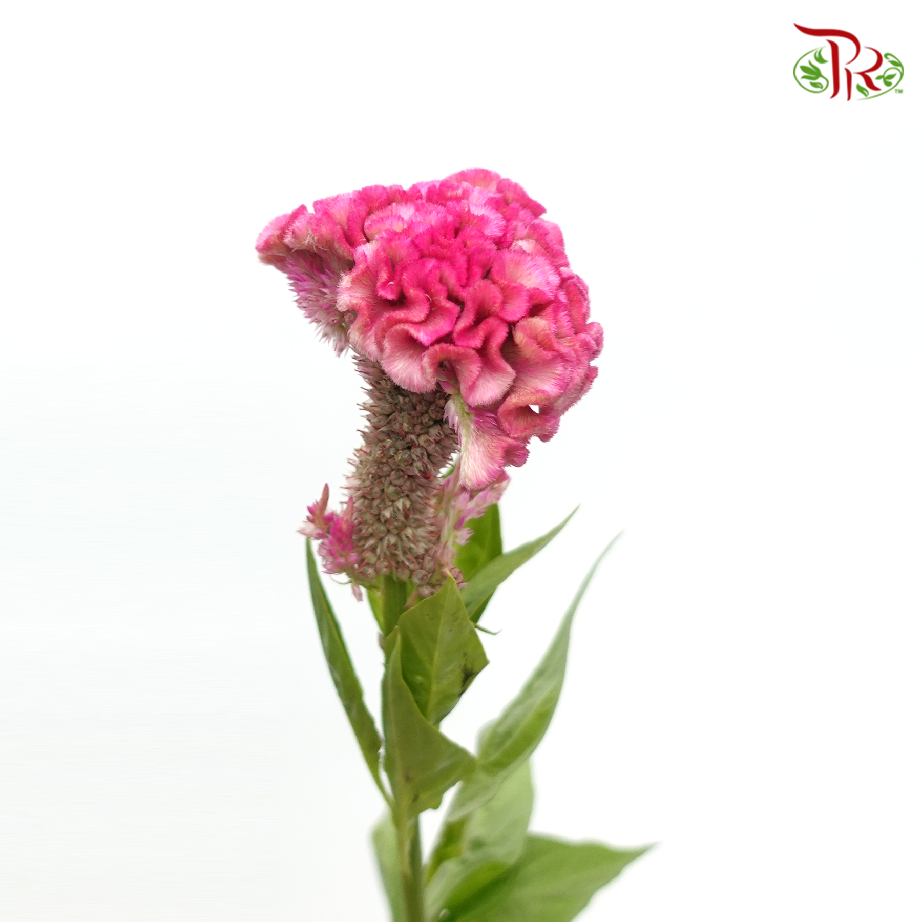 Celosia Cristata - Pink (5 Stems)-Pink-Import-prflorist.com.my