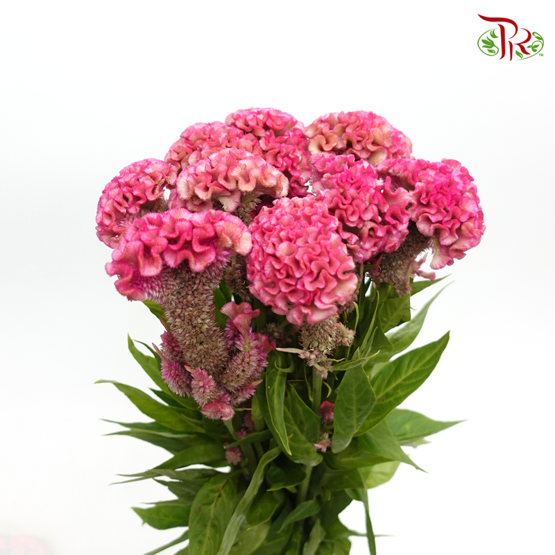 Celosia Cristata - Pink (5 Stems)-Pink-Japan-prflorist.com.my