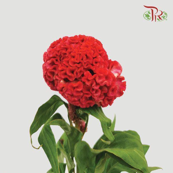 Celosia Cristata - Red (5 Stems)-Red-Import-prflorist.com.my