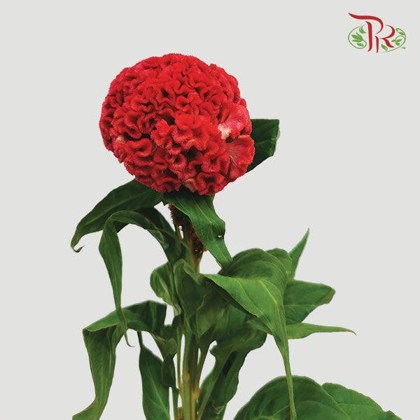 Celosia Cristata - Red (5 Stems)-Red-Japan-prflorist.com.my