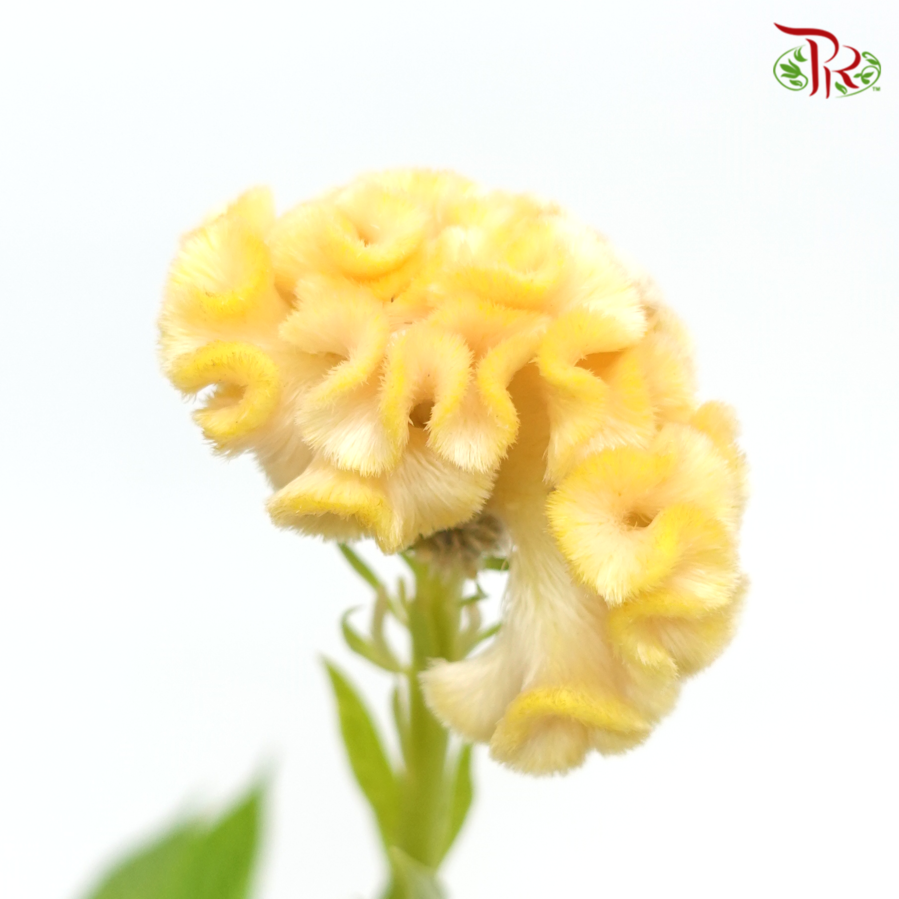 Celosia Cristata - Yellow (Per Bunch)-Orange-China-prflorist.com.my