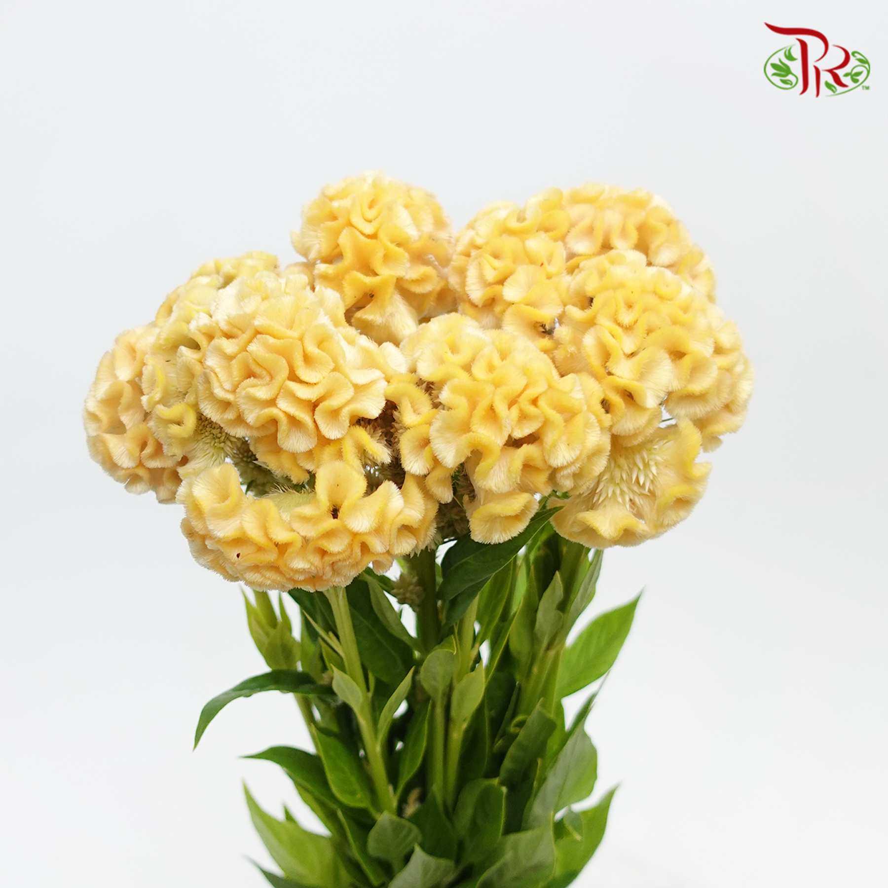 Celosia Cristata - Yellow (Per Bunch)-Orange-China-prflorist.com.my