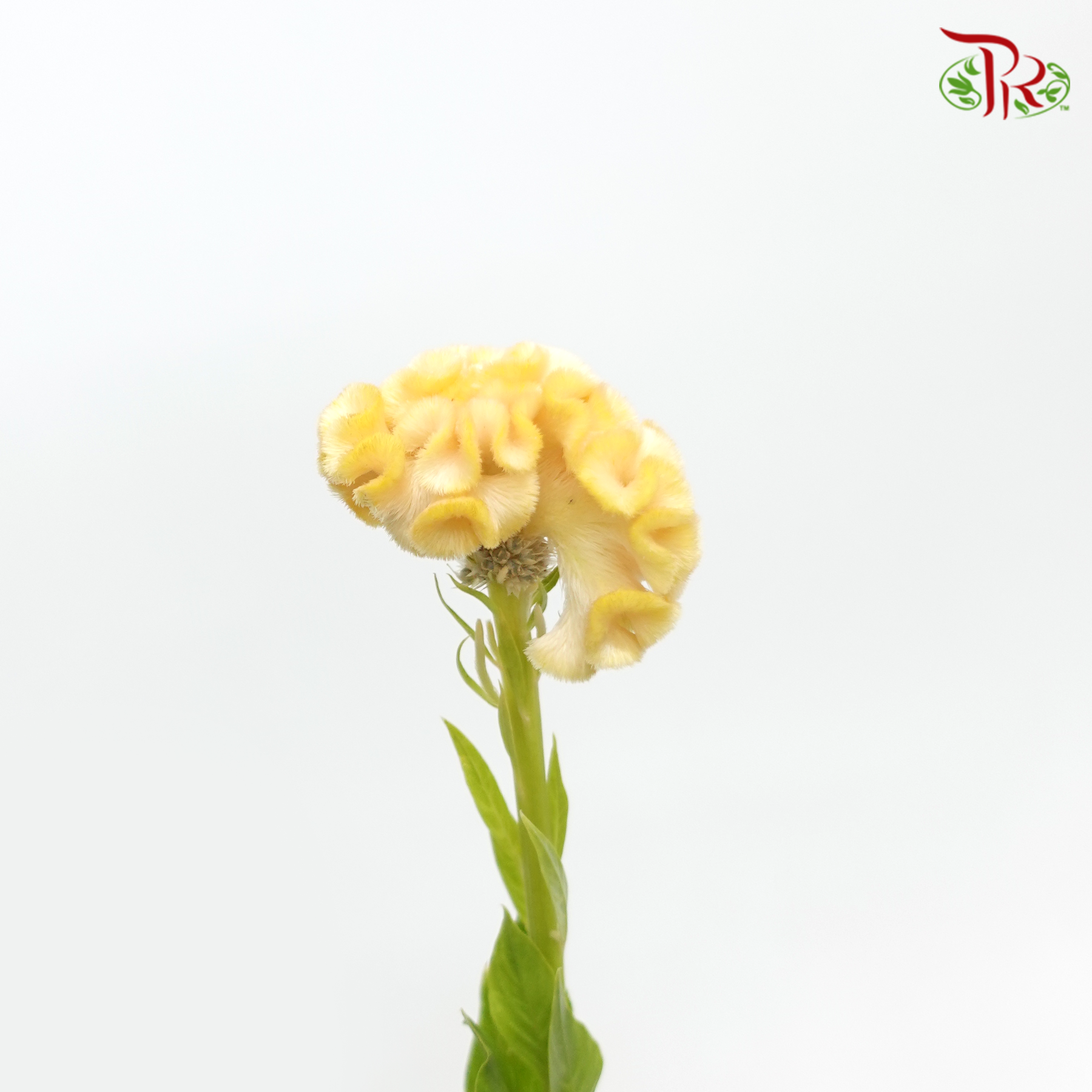 Celosia Cristata - Yellow (Per Bunch)-Orange-China-prflorist.com.my