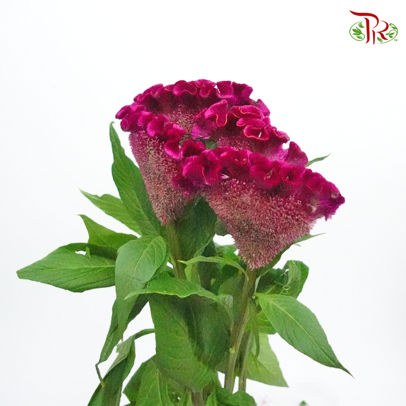 Celosia Flatted Round - Dark Purple (5 Stems)-Purple-Netherland-prflorist.com.my