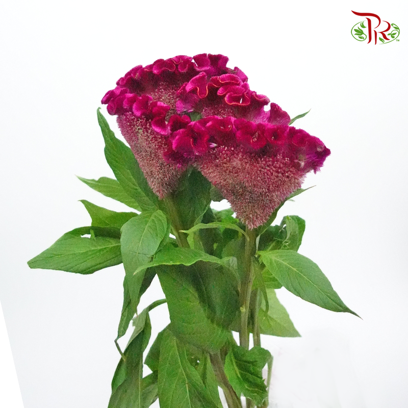 Celosia Flatted Round - Dark Purple (5 Stems)-Purple-Netherland-prflorist.com.my
