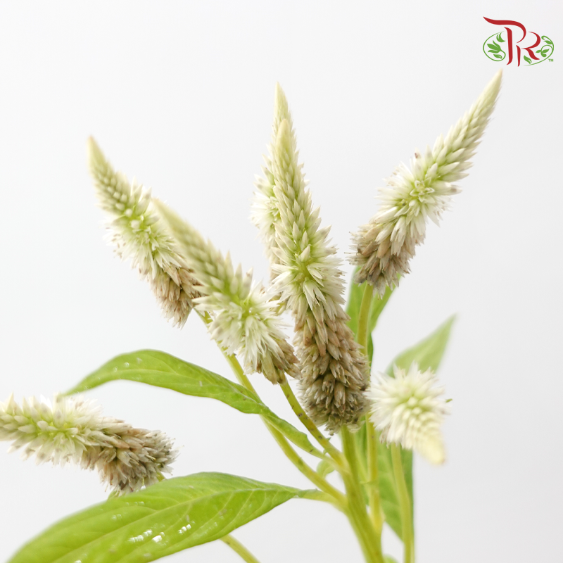 Celosia - Green / Brown (5 Stems)-Green / Brown-Japan-prflorist.com.my