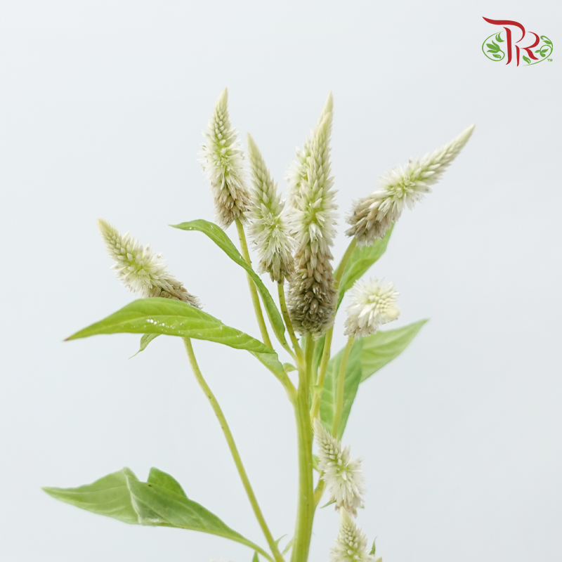 Celosia - Green / Brown (5 Stems)-Green / Brown-Japan-prflorist.com.my