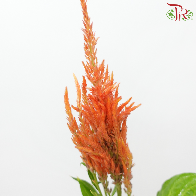 Celosia - Orange (5 Stems)-Orange-Japan-prflorist.com.my
