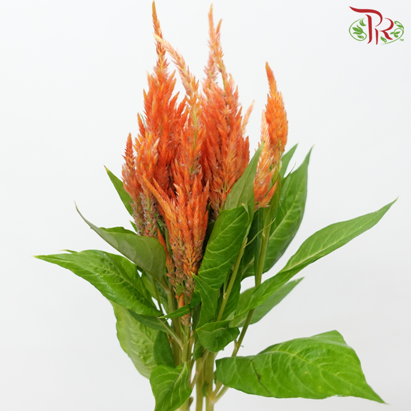Celosia - Orange (5 Stems)-Orange-Japan-prflorist.com.my