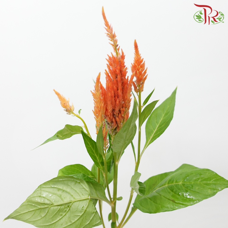 Celosia - Orange (5 Stems)-Orange-Japan-prflorist.com.my