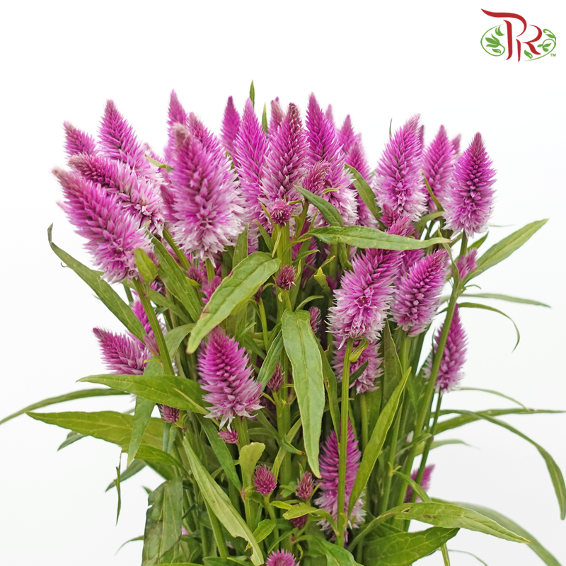 Celosia - Purple (5 Stems)-Magenta-Japan-prflorist.com.my