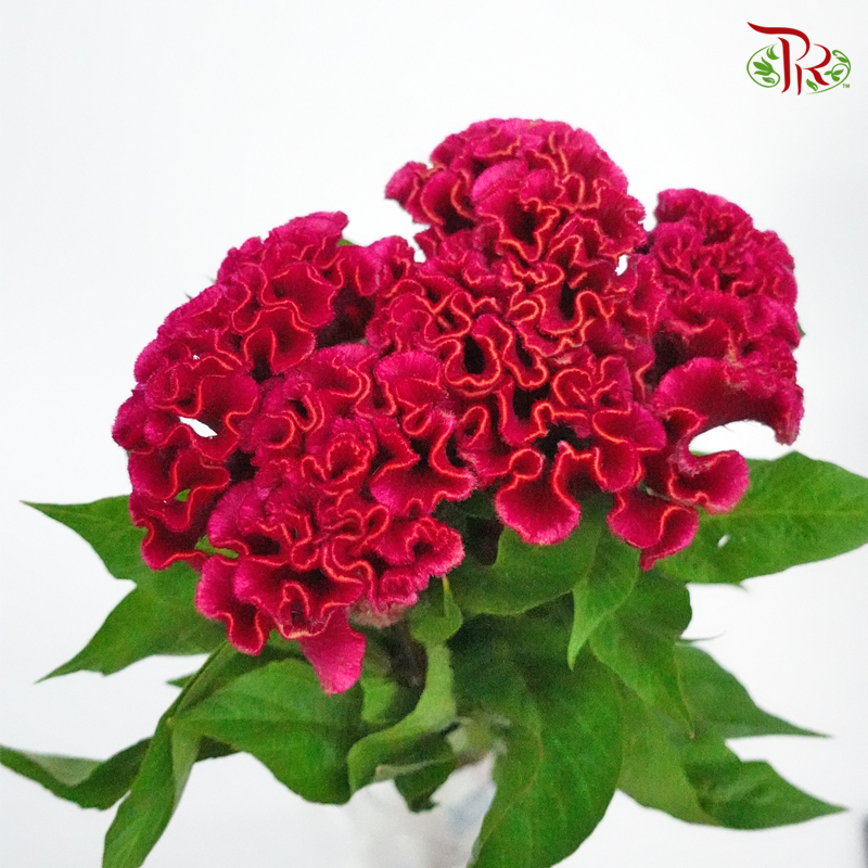 Celosia Round - Dark Pink (5 Stems)-Pink-Netherland-prflorist.com.my