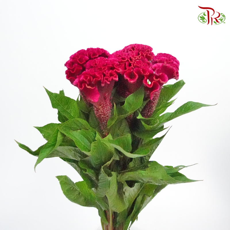 Celosia Round - Dark Pink (5 Stems)-Pink-Netherland-prflorist.com.my