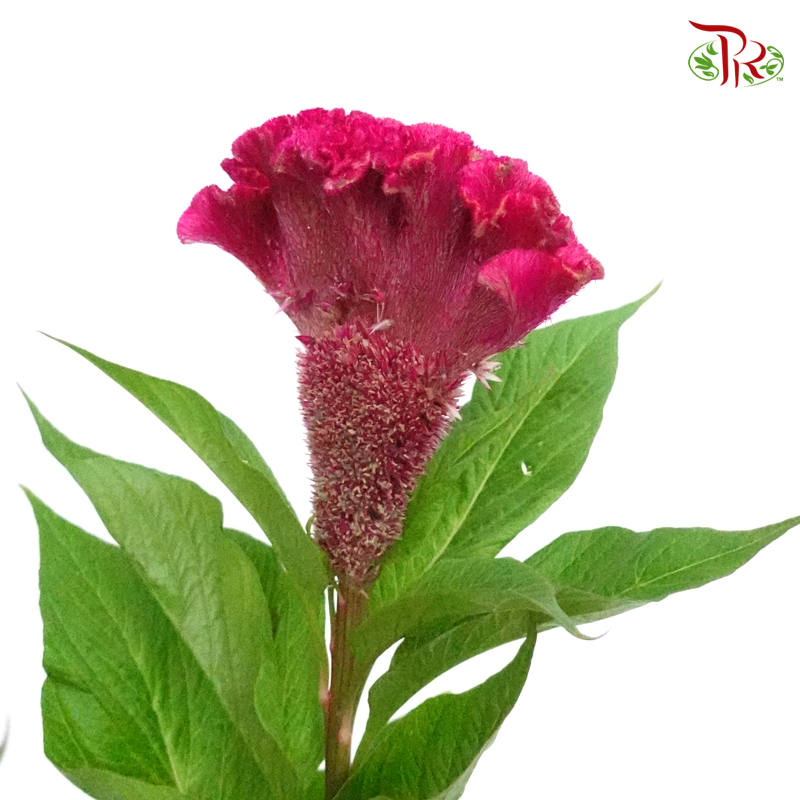 Celosia Round - Dark Pink (5 Stems)-Pink-Netherland-prflorist.com.my
