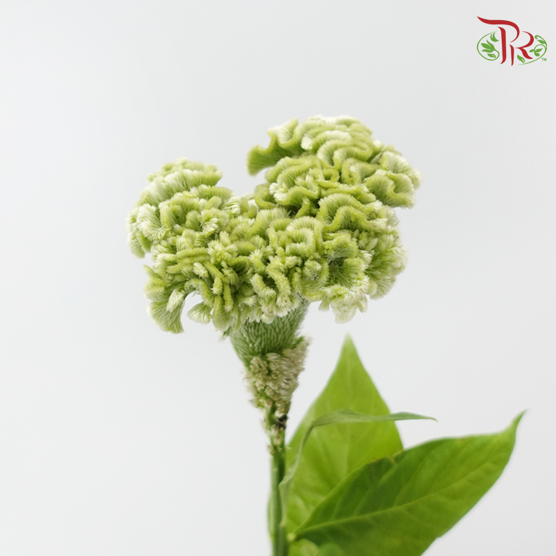 Celosia Round - Green (5 Stems)-Green-Import-prflorist.com.my