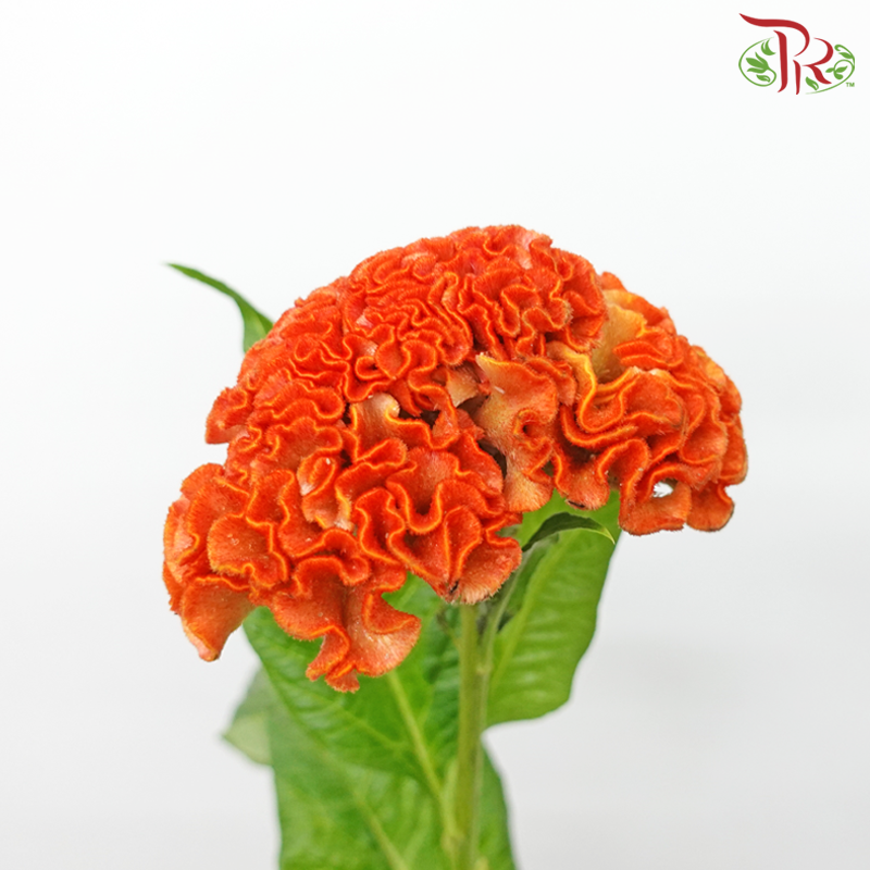 Celosia Round - Orange (5 Stems)-Orange-Netherland-prflorist.com.my