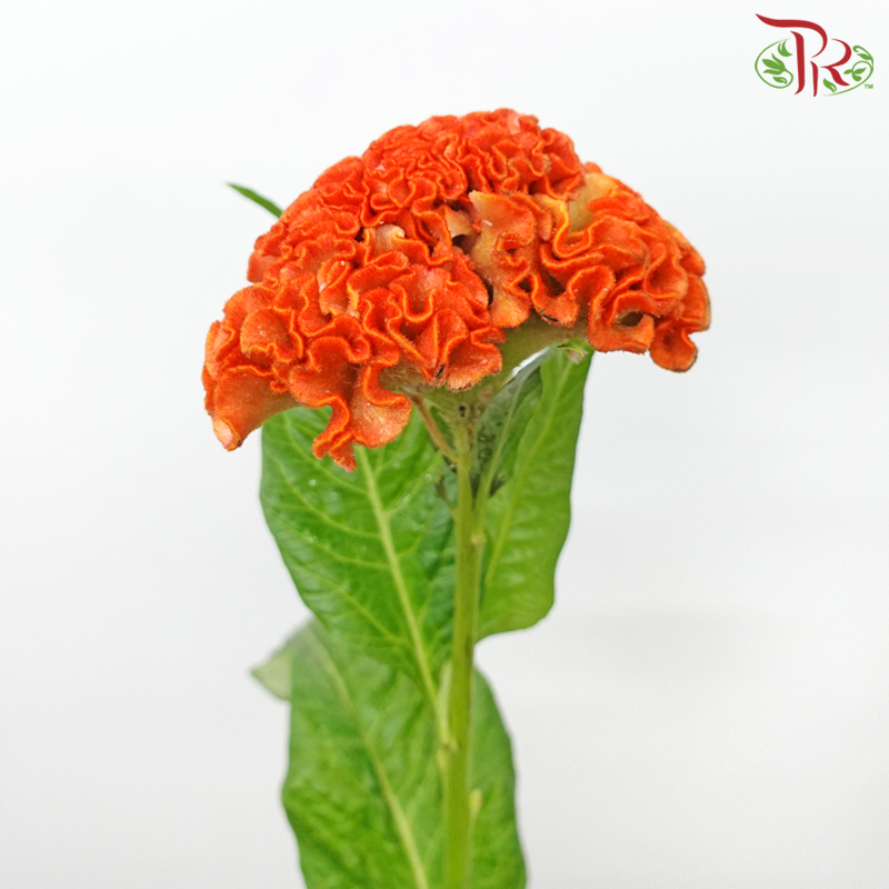 Celosia Round - Orange (5 Stems)-Orange-Netherland-prflorist.com.my