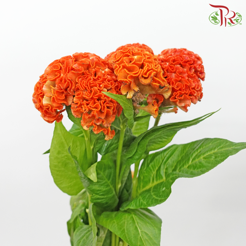 Celosia Round - Orange (5 Stems)-Orange-Netherland-prflorist.com.my