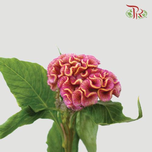 Celosia Round - Pink (5 Stems)-Pink-Netherland-prflorist.com.my