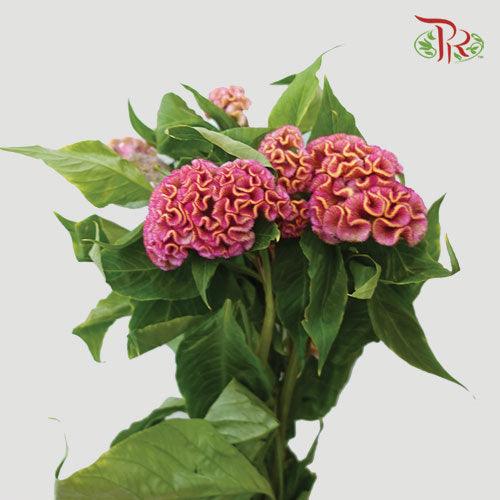 Celosia Round - Pink (5 Stems)-Pink-Netherland-prflorist.com.my