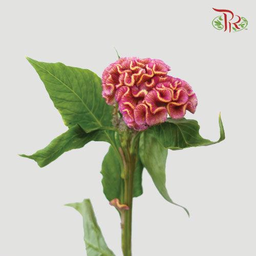 Celosia Round - Pink (5 Stems)-Pink-Netherland-prflorist.com.my