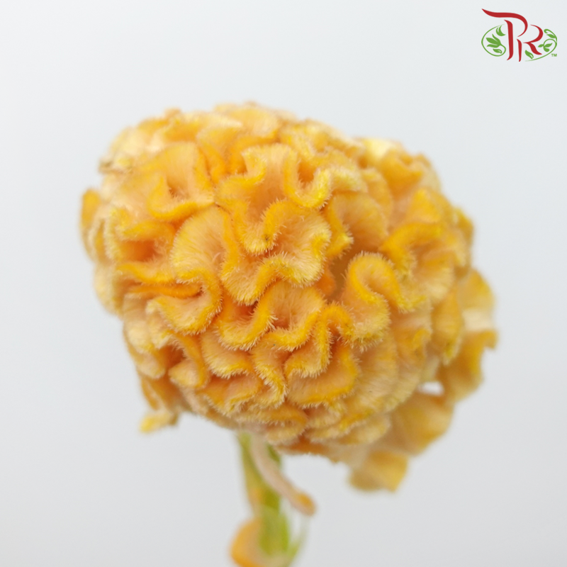 Celosia Round - Yellow (5 Stems)-Yellow-Japan-prflorist.com.my
