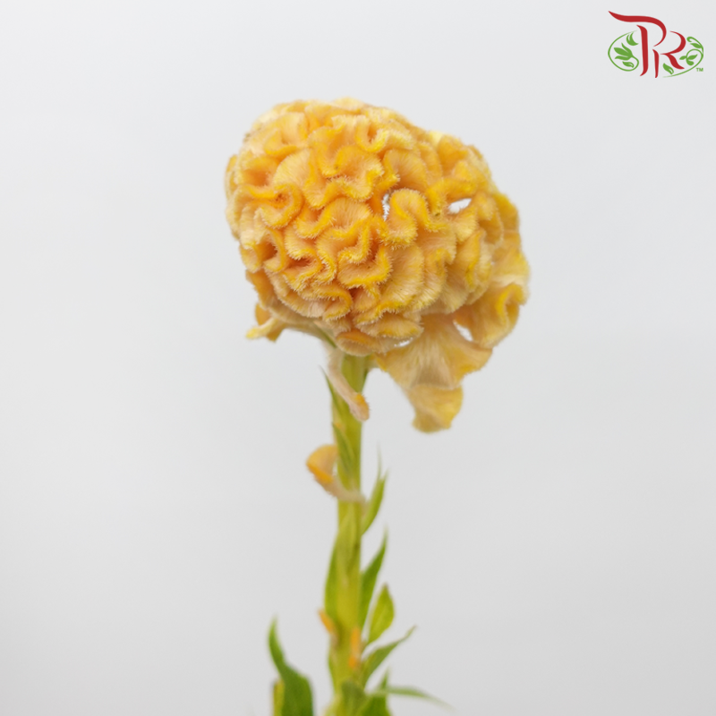 Celosia Round - Yellow (5 Stems)-Yellow-Japan-prflorist.com.my