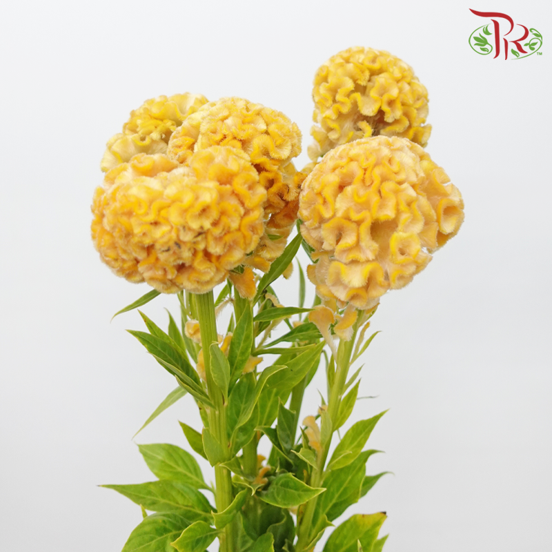 Celosia Round - Yellow (5 Stems)-Yellow-Japan-prflorist.com.my