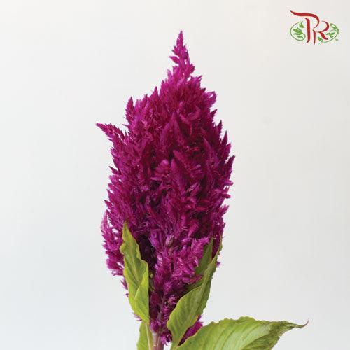 Celosia Sharp - Dark Purple (5 Stems)-Purple-Netherland-prflorist.com.my