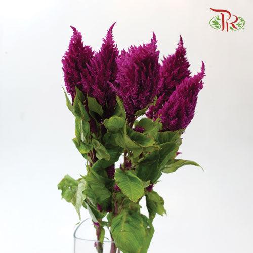 Celosia Sharp - Dark Purple (5 Stems)-Purple-Netherland-prflorist.com.my