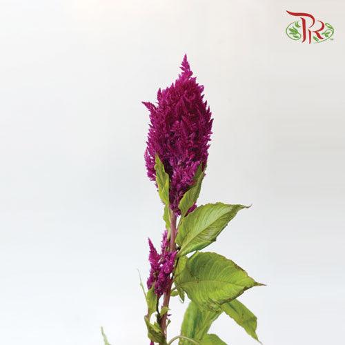 Celosia Sharp - Dark Purple (5 Stems)-Purple-Netherland-prflorist.com.my