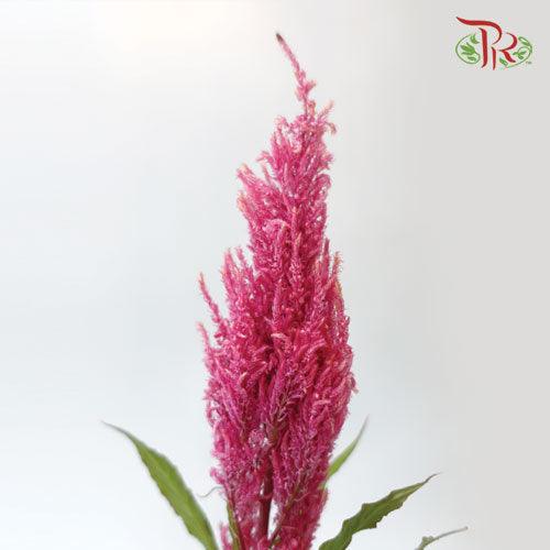 Celosia Sharp - Hot Pink (5 Stems)-Pink-Netherland-prflorist.com.my