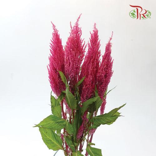 Celosia Sharp - Hot Pink (5 Stems)-Pink-Netherland-prflorist.com.my