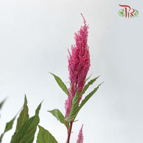 Celosia Sharp - Hot Pink (5 Stems)-Pink-Netherland-prflorist.com.my